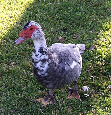 chicken duck chicken duck