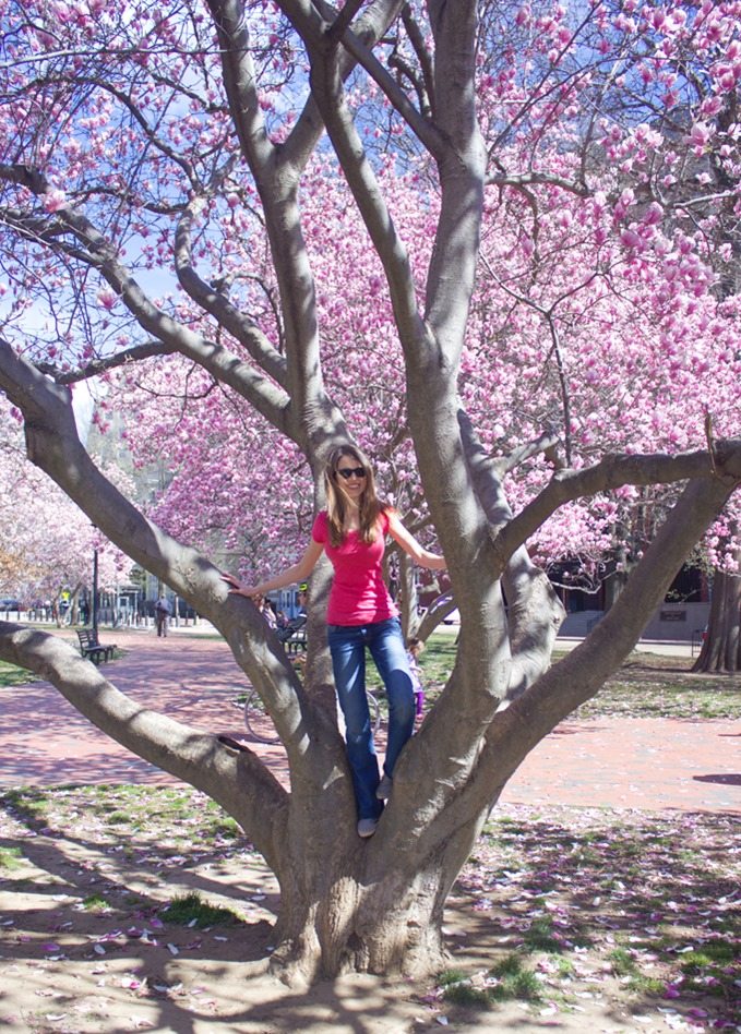 chocolate covered cherry tree chocolate covered cherry tree