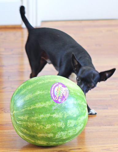 dog playing dog playing