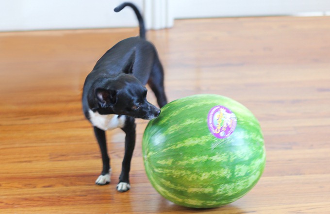 puppy watermelon puppy watermelon