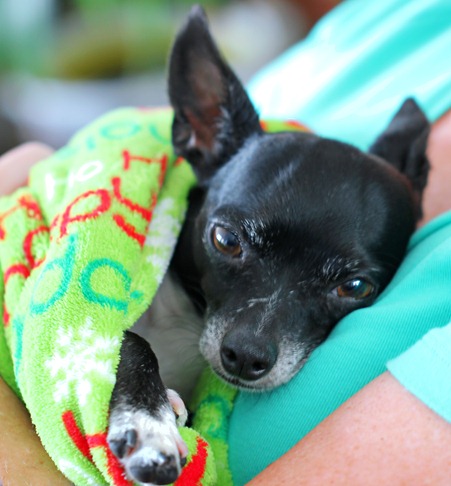 sleeping puppy sleeping puppy