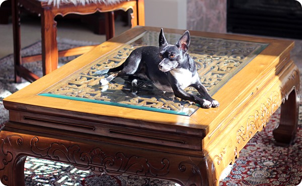 dog on table dog on table