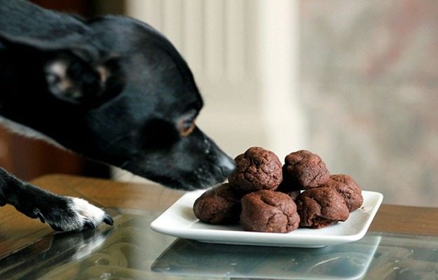 Dog eating cookies Dog eating cookies