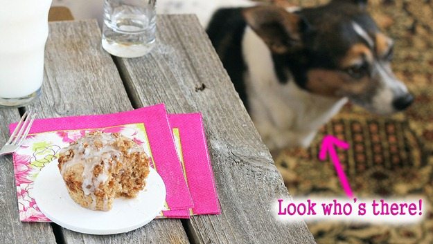 coffee cake dog coffee cake dog